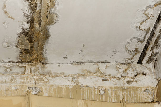 Why You Should Choose Our Mold Remediation Services in Port Jefferson, NY